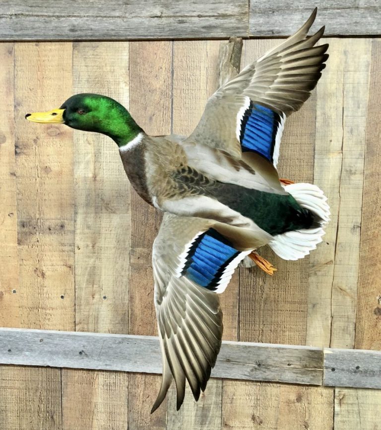 Mallard – Blue Ribbon Birds