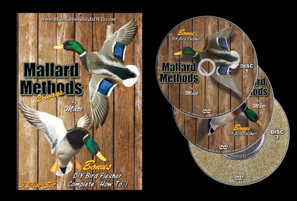 Promo Art Mallard